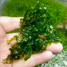 Load image into Gallery viewer, Süsswassertang 2oz-Aquatic Plants-Glass Grown Aquatics-One 2oz Cup-Glass Grown Aquatics-Aquarium live fish plants, decor