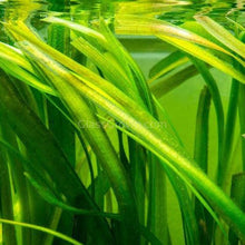 Load image into Gallery viewer, Italian Vallisneria-Aquatic Plants-Glass Grown-Glass Grown Aquatics-Aquarium live fish plants, decor