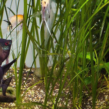 Load image into Gallery viewer, Italian Vallisneria-Aquatic Plants-Glass Grown-Glass Grown Aquatics-Aquarium live fish plants, decor