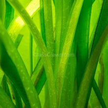 Load image into Gallery viewer, Italian Vallisneria-Aquatic Plants-Glass Grown-Glass Grown Aquatics-Aquarium live fish plants, decor