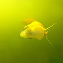 Load image into Gallery viewer, Ivory Mystery Snail-Live Animals-Glass Grown-Single Snail-Glass Grown Aquatics-Aquarium live fish plants, decor