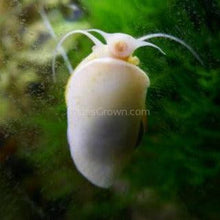 Load image into Gallery viewer, Ivory Mystery Snail-Live Animals-Glass Grown-Single Snail-Glass Grown Aquatics-Aquarium live fish plants, decor