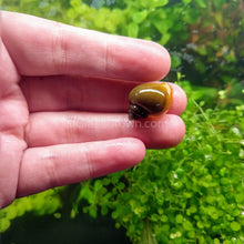 Load image into Gallery viewer, Jade Mystery Snail-Live Animals-Glass Grown-Single Snail-Glass Grown Aquatics-Aquarium live fish plants, decor