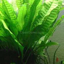 Load image into Gallery viewer, 1 CENT SAMPLE Java Fern Sample-Aquatic Plants-Glass Grown-Glass Grown Aquatics-Aquarium live fish plants, decor