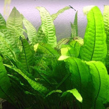 Load image into Gallery viewer, 1 CENT SAMPLE Java Fern Sample-Aquatic Plants-Glass Grown-Glass Grown Aquatics-Aquarium live fish plants, decor