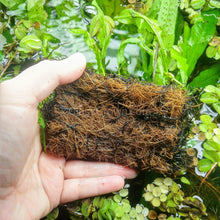 Load image into Gallery viewer, Java Fern FULL MAT-Aquatic Plants-Glass Grown-Glass Grown Aquatics-Aquarium live fish plants, decor