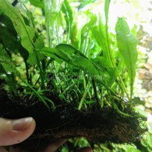 Load image into Gallery viewer, Java Fern FULL MAT-Aquatic Plants-Glass Grown-Glass Grown Aquatics-Aquarium live fish plants, decor