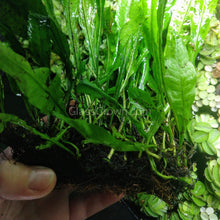 Load image into Gallery viewer, Java Fern FULL MAT-Aquatic Plants-Glass Grown-Glass Grown Aquatics-Aquarium live fish plants, decor