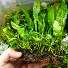 Load image into Gallery viewer, Java Fern FULL MAT-Aquatic Plants-Glass Grown-Glass Grown Aquatics-Aquarium live fish plants, decor