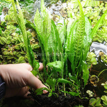 Load image into Gallery viewer, Java Fern FULL MAT-Aquatic Plants-Glass Grown-Glass Grown Aquatics-Aquarium live fish plants, decor