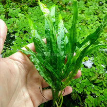 Load image into Gallery viewer, Java Fern Trident-Aquatic Plants-Glass Grown-Glass Grown Aquatics-Aquarium live fish plants, decor