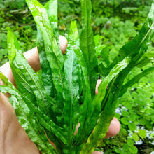 Load image into Gallery viewer, Java Fern Trident-Aquatic Plants-Glass Grown-Glass Grown Aquatics-Aquarium live fish plants, decor