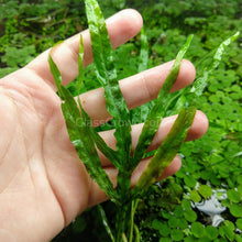 Load image into Gallery viewer, Java Fern Trident-Aquatic Plants-Glass Grown-Glass Grown Aquatics-Aquarium live fish plants, decor