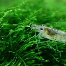 Load image into Gallery viewer, Java on a Lava! Java Moss on a Lava Rock-Aquatic Plants-Glass Grown-One Rock-Glass Grown Aquatics-Aquarium live fish plants, decor