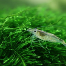Load image into Gallery viewer, Java on a Lava! Java Moss on a Lava Rock-Aquatic Plants-Glass Grown-One Rock-Glass Grown Aquatics-Aquarium live fish plants, decor