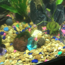 Load image into Gallery viewer, Java on a Lava! Java Moss on a Lava Rock-Aquatic Plants-Glass Grown-One Rock-Glass Grown Aquatics-Aquarium live fish plants, decor