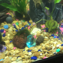 Load image into Gallery viewer, Java on a Lava! Java Moss on a Lava Rock-Aquatic Plants-Glass Grown-One Rock-Glass Grown Aquatics-Aquarium live fish plants, decor