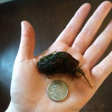 Load image into Gallery viewer, Java on a Lava! Java Moss on a Lava Rock-Aquatic Plants-Glass Grown-One Rock-Glass Grown Aquatics-Aquarium live fish plants, decor