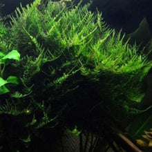 Load image into Gallery viewer, Java on a Lava! Java Moss on a Lava Rock-Aquatic Plants-Glass Grown-One Rock-Glass Grown Aquatics-Aquarium live fish plants, decor