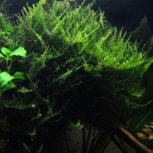 Load image into Gallery viewer, Java on a Lava! Java Moss on a Lava Rock-Aquatic Plants-Glass Grown-One Rock-Glass Grown Aquatics-Aquarium live fish plants, decor