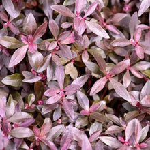 Load image into Gallery viewer, Joseph's Coat-Potted Houseplants-Glass Grown-Single Bare-Root Stem-Glass Grown Aquatics-Aquarium live fish plants, decor