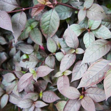 Load image into Gallery viewer, Joseph's Coat-Potted Houseplants-Glass Grown-Single Bare-Root Stem-Glass Grown Aquatics-Aquarium live fish plants, decor