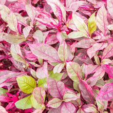 Load image into Gallery viewer, Joseph's Coat-Potted Houseplants-Glass Grown-Single Bare-Root Stem-Glass Grown Aquatics-Aquarium live fish plants, decor