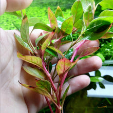 Load image into Gallery viewer, Joseph's Coat-Potted Houseplants-Glass Grown-Single Bare-Root Stem-Glass Grown Aquatics-Aquarium live fish plants, decor