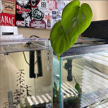 Load image into Gallery viewer, Joseph's Coat-Potted Houseplants-Glass Grown-Single Bare-Root Stem-Glass Grown Aquatics-Aquarium live fish plants, decor