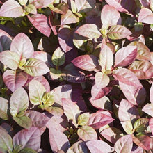 Load image into Gallery viewer, Joseph's Coat-Potted Houseplants-Glass Grown-Single Bare-Root Stem-Glass Grown Aquatics-Aquarium live fish plants, decor