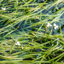 Load image into Gallery viewer, Jungle Vallisneria 3 Pack-Aquatic Plants-Glass Grown-Glass Grown Aquatics-Aquarium live fish plants, decor