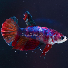 Load image into Gallery viewer, Male Koi Galaxy Plakat Betta-Live Animals-Glass Grown Aquatics-Glass Grown Aquatics-Aquarium live fish plants, decor