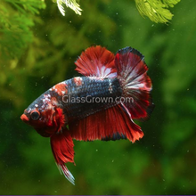 Load image into Gallery viewer, Male Koi Galaxy Plakat Betta-Live Animals-Glass Grown Aquatics-Glass Grown Aquatics-Aquarium live fish plants, decor