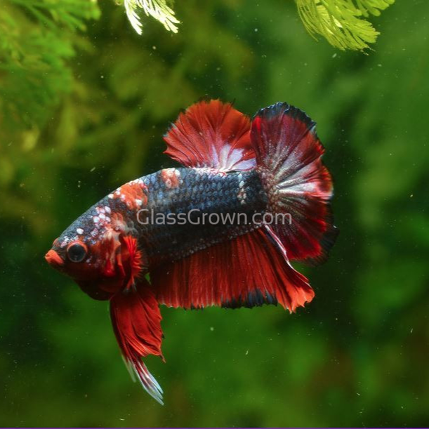 Koi Galaxy Plakat Male-Live Animals-Glass Grown Aquatics-Glass Grown Aquatics-Aquarium live fish plants, decor