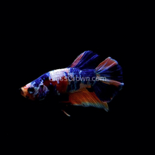 Load image into Gallery viewer, Koi Galaxy Plakat Male-Live Animals-Glass Grown Aquatics-Glass Grown Aquatics-Aquarium live fish plants, decor
