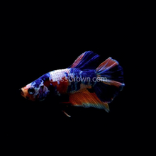 Load image into Gallery viewer, Male Koi Galaxy Plakat Betta-Live Animals-Glass Grown Aquatics-Glass Grown Aquatics-Aquarium live fish plants, decor