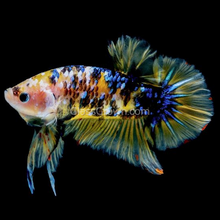 Load image into Gallery viewer, Koi Galaxy Plakat Male-Live Animals-Glass Grown Aquatics-Glass Grown Aquatics-Aquarium live fish plants, decor
