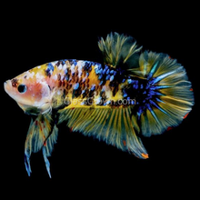 Load image into Gallery viewer, Male Koi Galaxy Plakat Betta-Live Animals-Glass Grown Aquatics-Glass Grown Aquatics-Aquarium live fish plants, decor