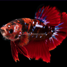 Load image into Gallery viewer, Male Koi Galaxy Plakat Betta-Live Animals-Glass Grown Aquatics-Glass Grown Aquatics-Aquarium live fish plants, decor