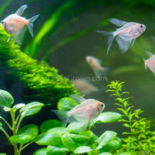 Load image into Gallery viewer, Long Fin White Skirt Tetras 3 Pack-Live Animals-Glass Grown-School of 3-Glass Grown Aquatics-Aquarium live fish plants, decor
