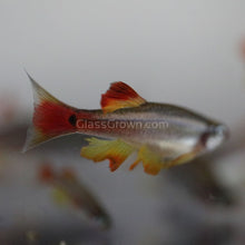 Load image into Gallery viewer, Long- Finned White Cloud Mountain Minnows 6 Pack-Live Animals-Glass Grown-6x-Glass Grown Aquatics-Aquarium live fish plants, decor
