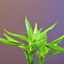 Load image into Gallery viewer, 1 CENT SAMPLE Lucky Bamboo Stalk-Aquatic Plants-Glass Grown-Glass Grown Aquatics-Aquarium live fish plants, decor