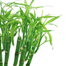 Load image into Gallery viewer, 1 CENT SAMPLE Lucky Bamboo Stalk-Aquatic Plants-Glass Grown-Glass Grown Aquatics-Aquarium live fish plants, decor