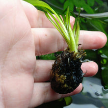 Load image into Gallery viewer, Madagascar Lace Bulb-Aquatic Plants-Glass Grown-Glass Grown Aquatics-Aquarium live fish plants, decor