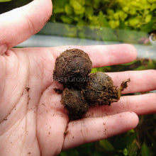 Load image into Gallery viewer, Madagascar Lace Bulb-Aquatic Plants-Glass Grown-Glass Grown Aquatics-Aquarium live fish plants, decor