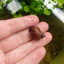 Load image into Gallery viewer, Magenta Mystery Snail-Live Animals-Glass Grown-Single Snail-Glass Grown Aquatics-Aquarium live fish plants, decor