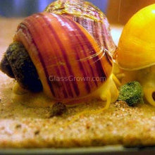 Load image into Gallery viewer, Magenta Mystery Snail-Live Animals-Glass Grown-Single Snail-Glass Grown Aquatics-Aquarium live fish plants, decor