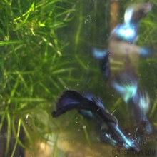 Load image into Gallery viewer, Male Blue Moscow Guppy-Live Animals-Glass Grown-Single Male-Glass Grown Aquatics-Aquarium live fish plants, decor
