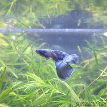 Load image into Gallery viewer, Male Blue Moscow Guppy-Live Animals-Glass Grown-Single Male-Glass Grown Aquatics-Aquarium live fish plants, decor
