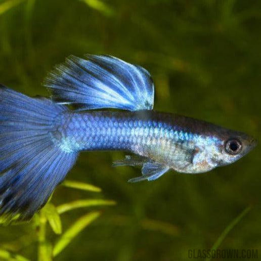 Male Blue Moscow Guppy-Live Animals-Glass Grown-Single Male-Glass Grown Aquatics-Aquarium live fish plants, decor